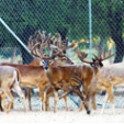 captive deer