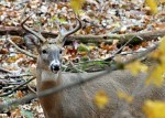 chronic_wasting_disease_info_ci_2