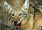 coyote2