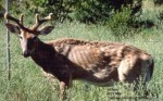cwd