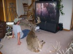 deer watching tv