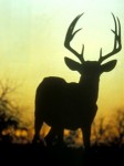 sunset buck silhouette