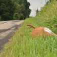 deerdeath
