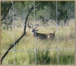 High fences can assist landowners seeking better quality management of their deer herds.