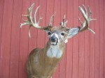 This record book non-typical was killed illegally in Illinois.