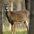 michigan deer