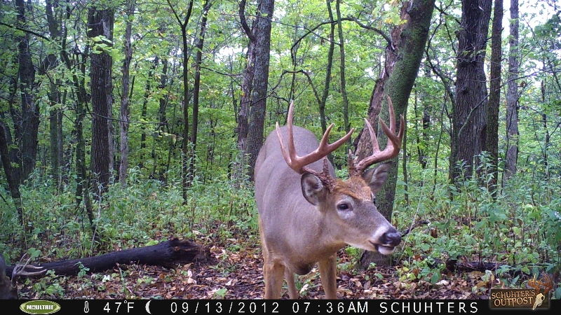Big buck from Buffalo County Deer pictures from Buffalo County