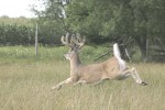 running deer