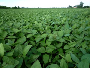 soybeans in food plots for deer