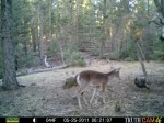 trail cam photos from the west
