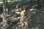 velvetbuck27