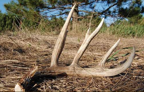 Awesome shed! Pick it up in West Virginia, however, and you are breaking the law! (photo courtesy of Joe Shead)