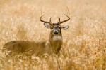 white_tailed_deer_0820