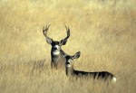 Habitat loss is impacting California's mule and blacktail deer.