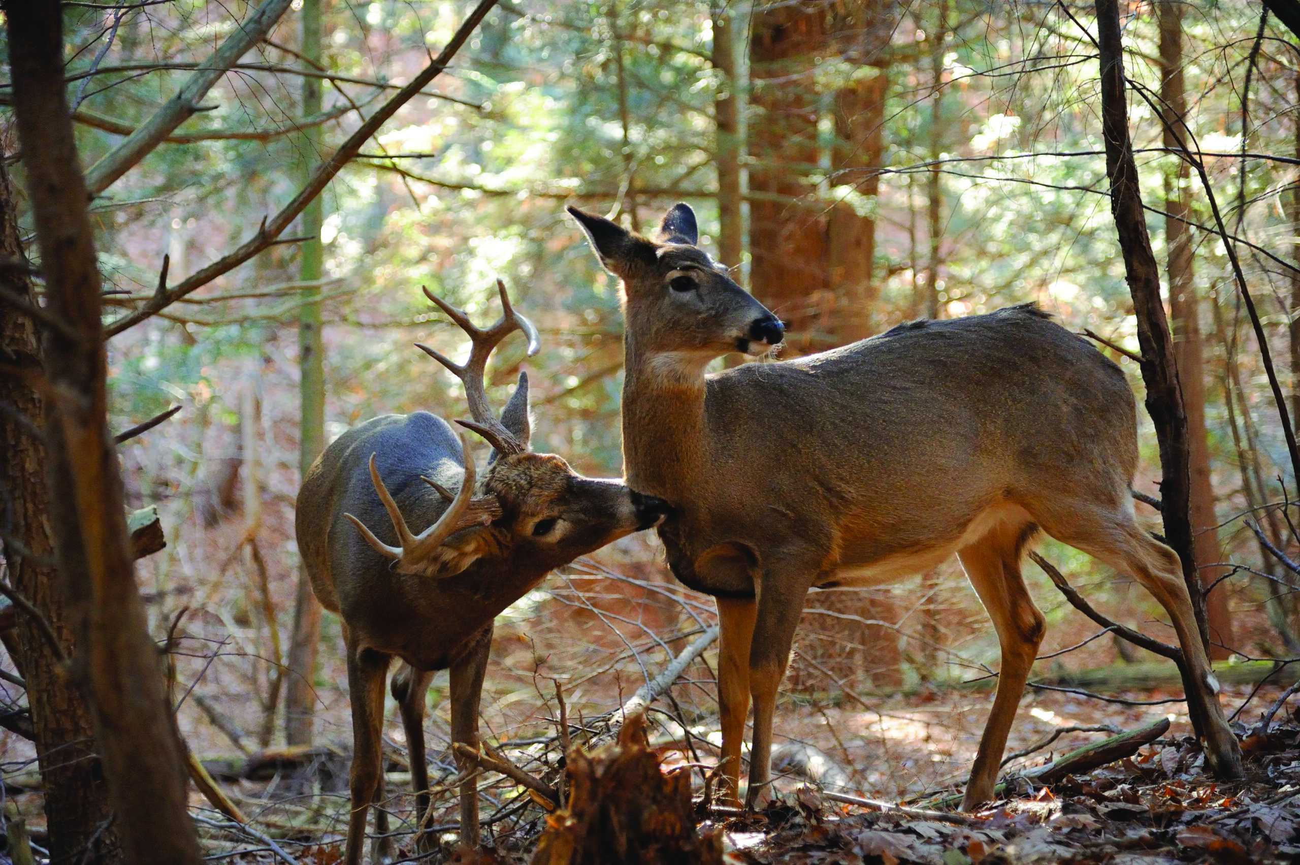 2021 Whitetail Rut Predictions