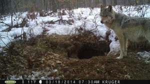 wolves eating deer