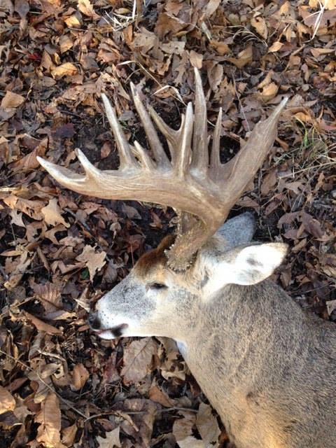 Kevin Clouse buck from Tombstone Creek Outfitters in Missouri.