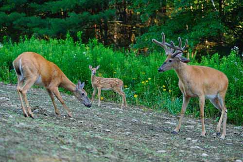 Alsheimer Deer and Deer Hunting