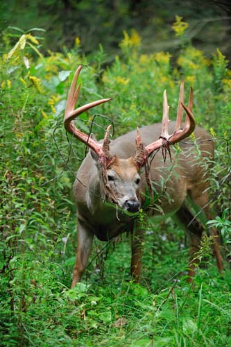 Alsheimer Deer & Deer Hunting