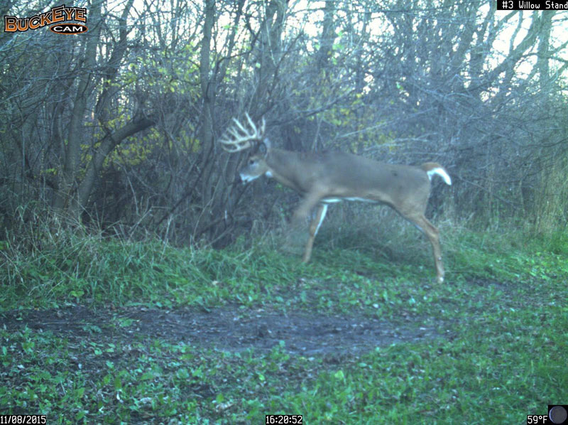 16 Point Buck Trail Camera Photo