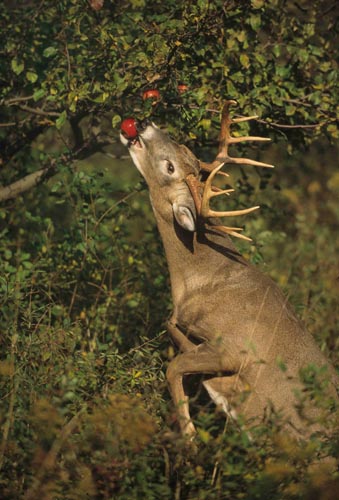 Charles J. Alsheimer on Deer & Deer Hunting Charles J. Alsheimer on Deer & Deer Hunting