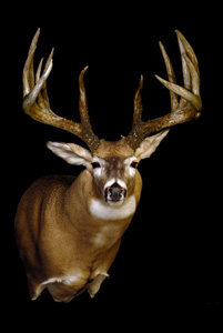 A replica of the King buck.