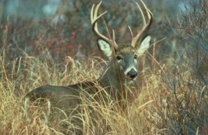 Buck in fall grass