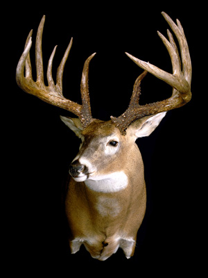 kingmount A mount displays a replica of the famous King buck.