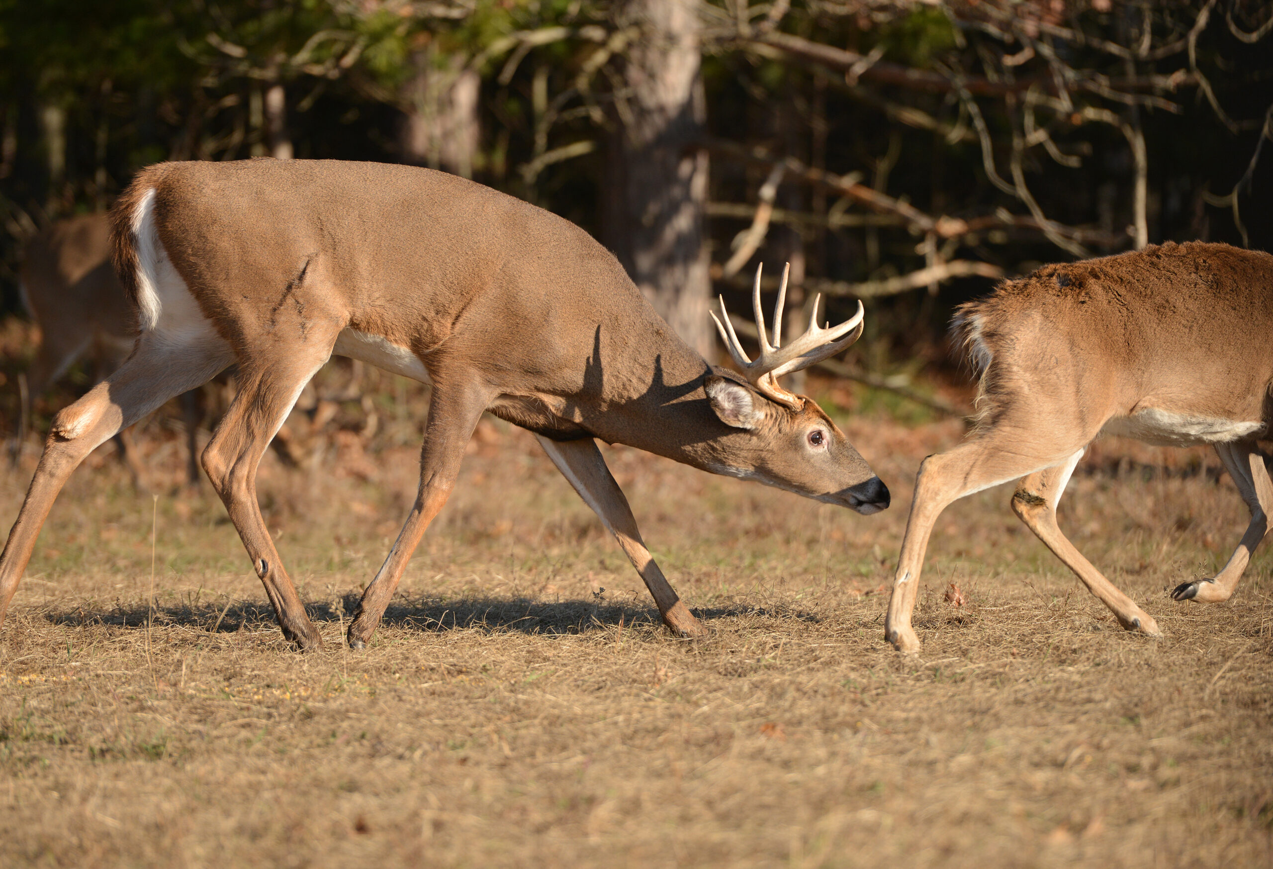 whitetail rut