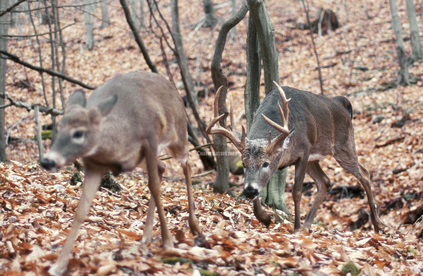 2023 Whitetail Rut Predictions © Media 360 LLC