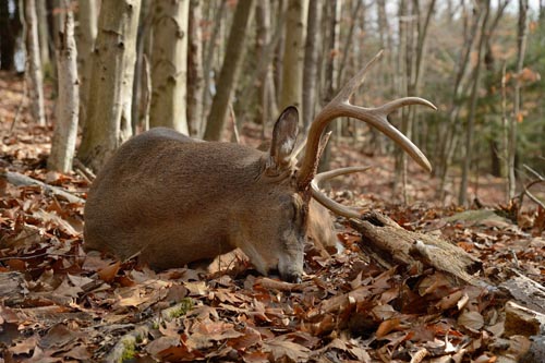 Charles J. Alsheimer on Deer & Deer Hunting Charles J. Alsheimer on Deer & Deer Hunting