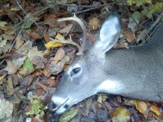 Six-point whitetail.