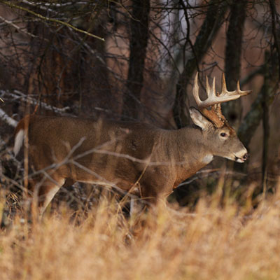 3 Overlooked Tips for Hunting Public Land