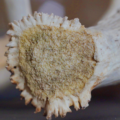 3 Things You Might Not Know About Deer Antlers