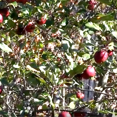 3 Ways to Improve Fruit, Nut Trees for Better Deer Hunting
