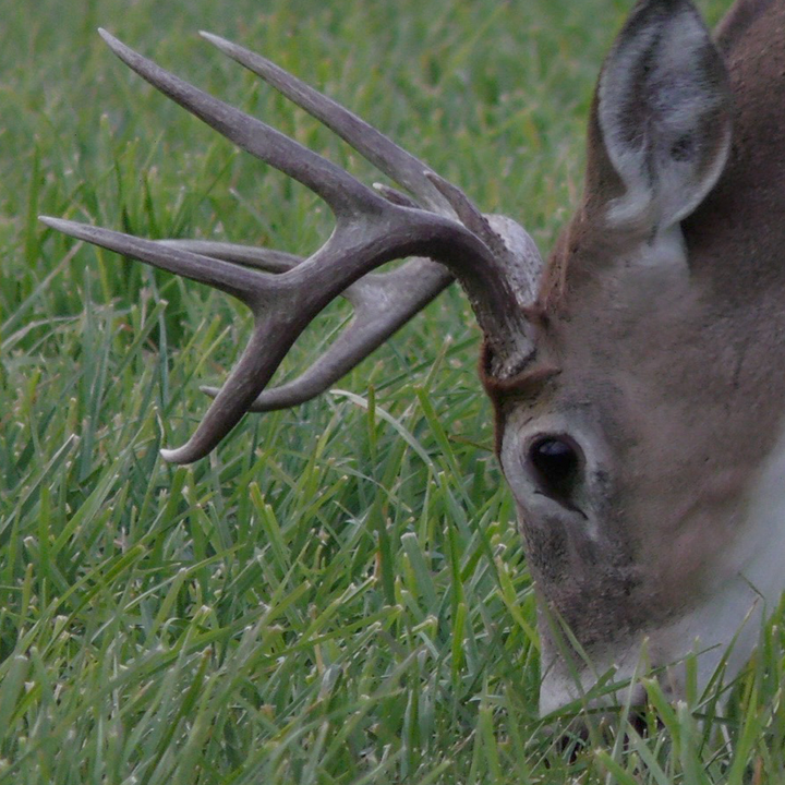 3 Tips on Supplemental Feeding for White-Tailed Deer