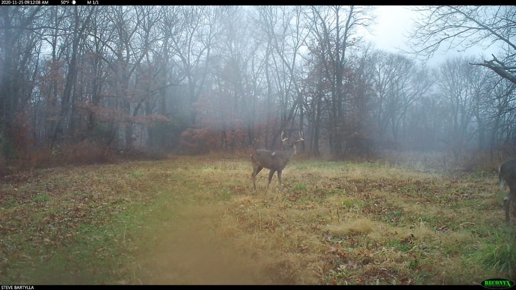 deer movement weather