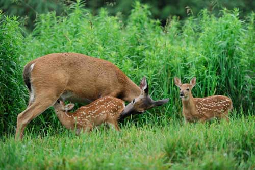 Developing Fawns Grow More Independent Alsheimer Deer and Deer Hunting