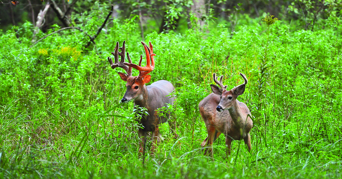 7 Biggest Mistakes of Deer Hunting Land Management