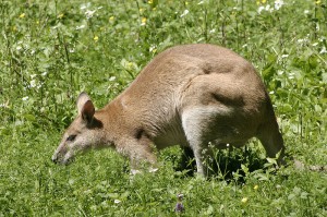stray wallaby
