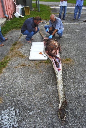 Burmese Python, Skip Snow, Mark Parry, Deer
