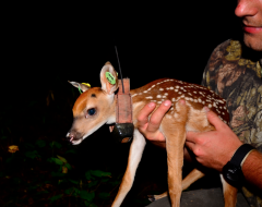 Research at the Auburn Deer Lab includes collaring deer of all ages for tracking and data studies.
