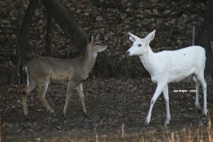 Albino Deer