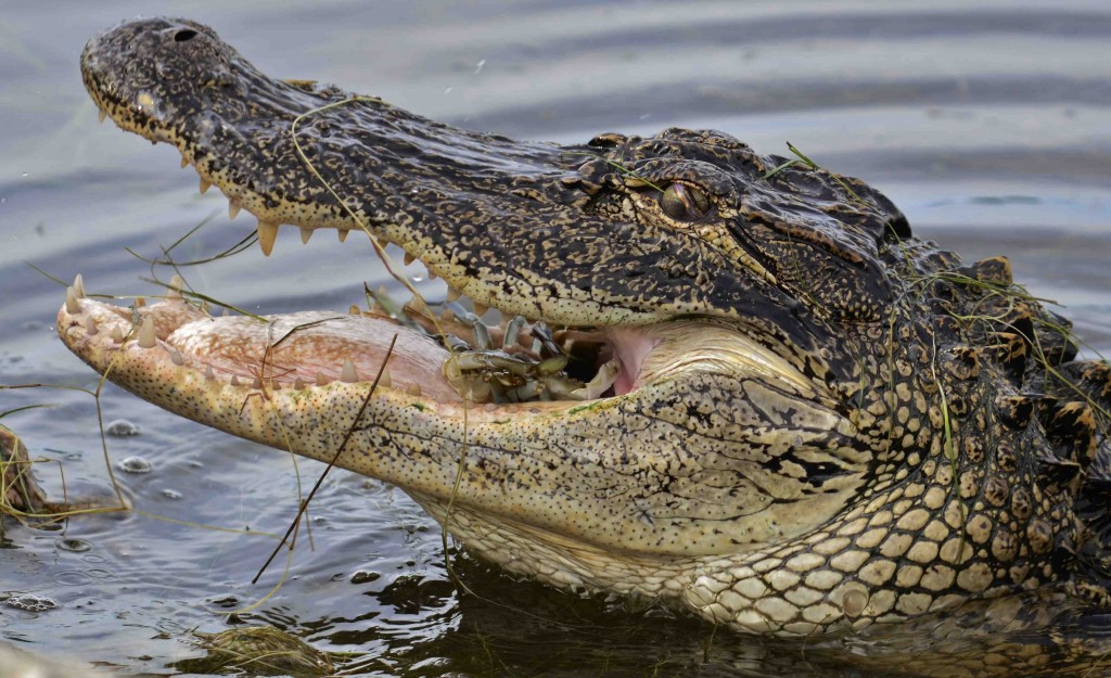 Can alligators eat a whole deer? Apparently one giant gator did in Alabama. (Photo/Wikipedia Commons)