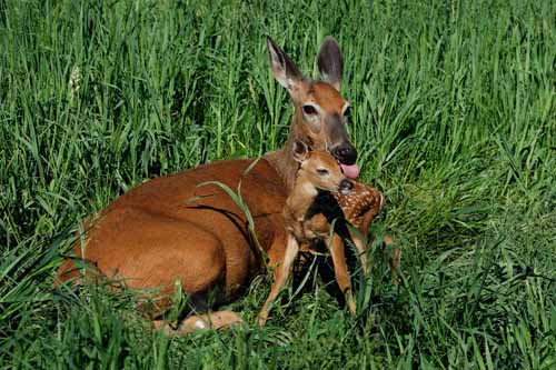 Charles Alsheimer has been documenting fawn births for more than 30 years. On Sunday, he found the year's first fawn — born to this doe just a short time before he snapped the picture. (Photo copyright Charles J. Alsheimer)