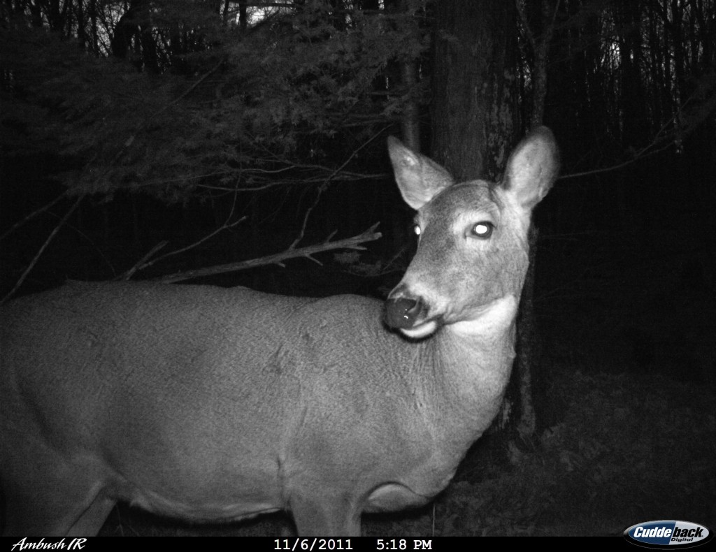 Does often hold the keys to the kingdom in the woods, but if you're intent on doing some management or stocking the freezer they're great targets.