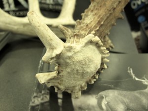 Antler pedicles are unique and can be matched with other shed antlers from the same deer.