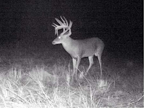 Arkansas monster buck3