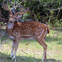 axis deer Axis Deer Hunting Hawaii
