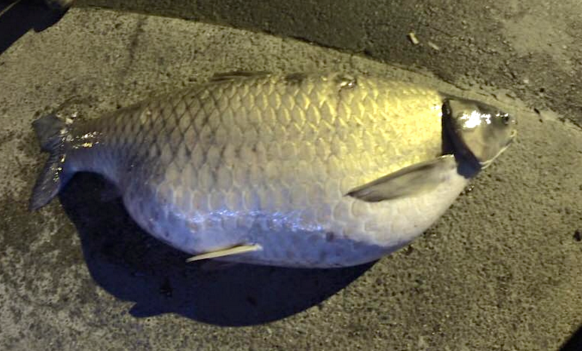 BAA World Record grass carp feasted on aquatic vegetation to grow to an amazing 92 pounds.